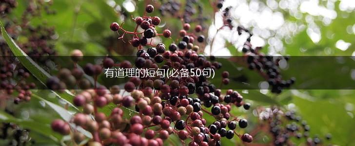 有道理的短句(必备50句),第1张