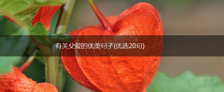 有关父爱的优美句子(优选20句),第1张