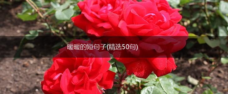 暖暖的短句子(精选50句),第1张