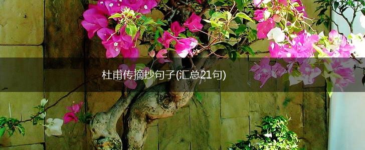 杜甫传摘抄句子(汇总21句),第1张