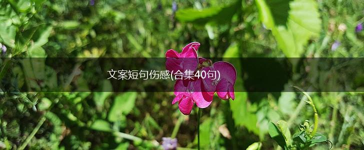 文案短句伤感(合集40句),第1张