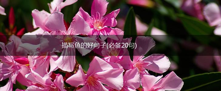 描写鱼的好句子(必备20句),第1张