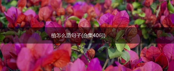 植怎么造句子(合集40句),第1张