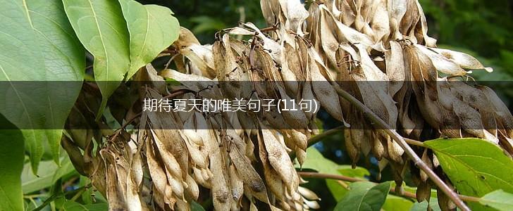 期待夏天的唯美句子(11句),第1张