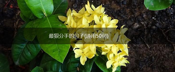 最狠分手的句子(通用50句),第1张