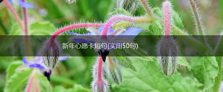 新年心愿卡短句(实用50句),第1张