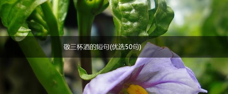 敬三杯酒的短句(优选50句),第1张