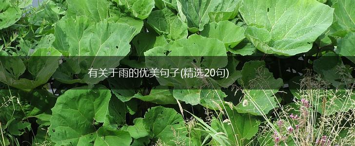 有关于雨的优美句子(精选20句),第1张