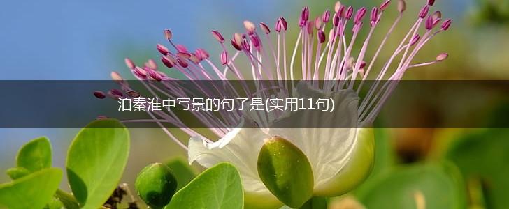 泊秦淮中写景的句子是(实用11句),第1张