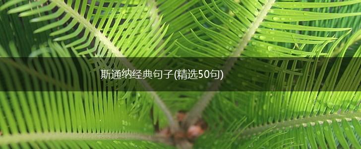斯通纳经典句子(精选50句),第1张