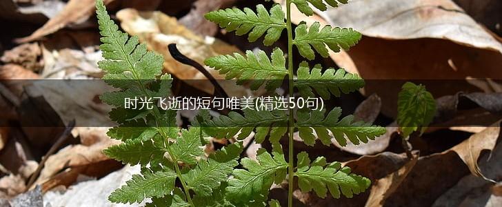 时光飞逝的短句唯美(精选50句),第1张