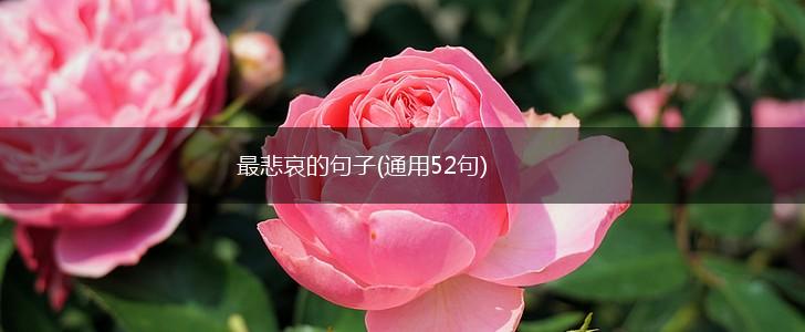 最悲哀的句子(通用52句),第1张