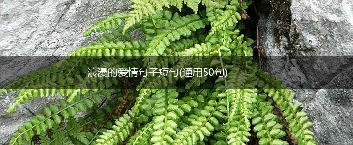 浪漫的爱情句子短句(通用50句),第1张