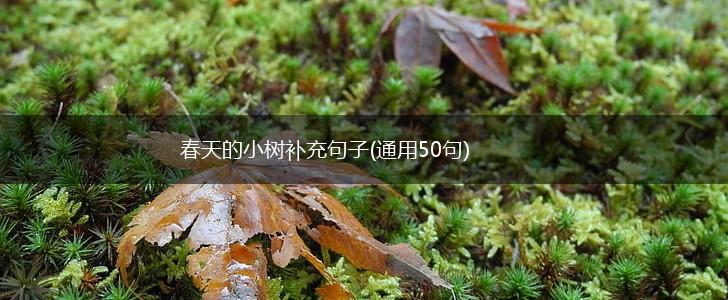 春天的小树补充句子(通用50句),第1张