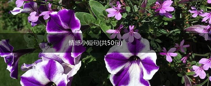 情感小短句(共50句),第1张