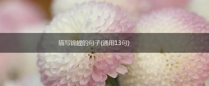 描写锦鲤的句子(通用13句),第1张 描写锦鲤的句子(通用13句),第1张