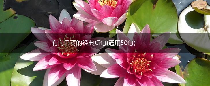 有向日葵的经典短句(通用50句),第1张