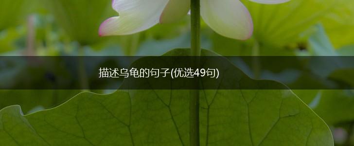 描述乌龟的句子(优选49句),第1张