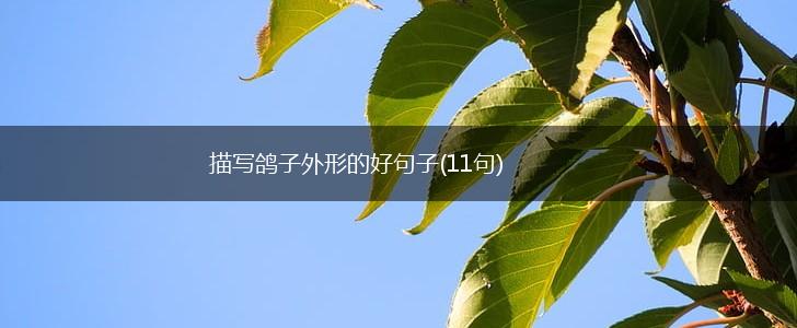 描写鸽子外形的好句子(11句),第1张