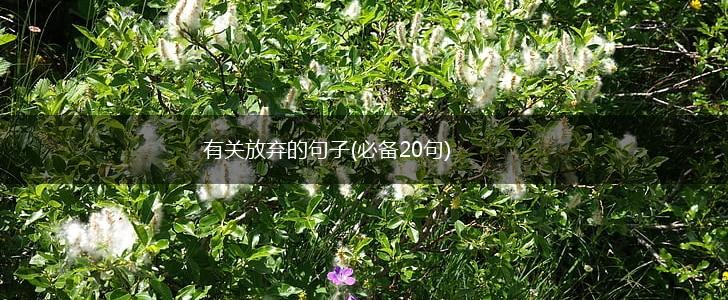 有关放弃的句子(必备20句),第1张