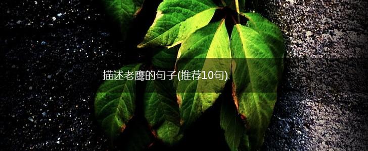 描述老鹰的句子(推荐10句),第1张