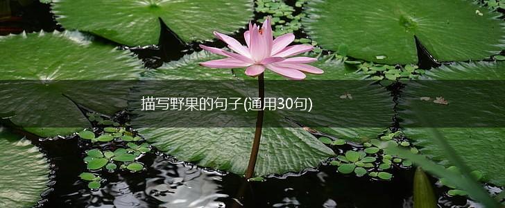 描写野果的句子(通用30句),第1张