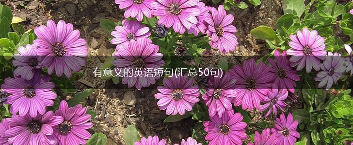 有意义的英语短句(汇总50句),第1张