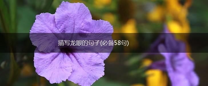 描写龙眼的句子(必备58句),第1张