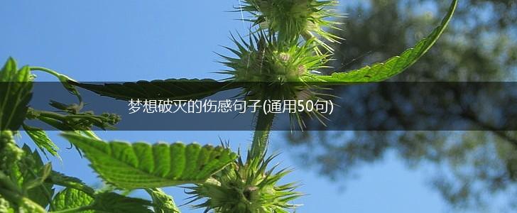 梦想破灭的伤感句子(通用50句),第1张