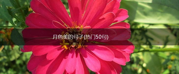 月色美的句子(热门50句),第1张