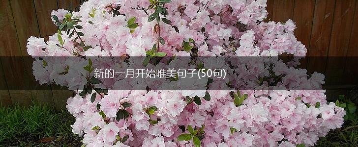 新的一月开始唯美句子(50句),第1张