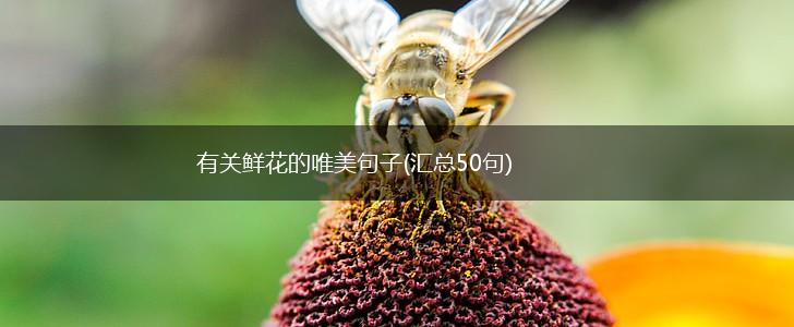 有关鲜花的唯美句子(汇总50句),第1张