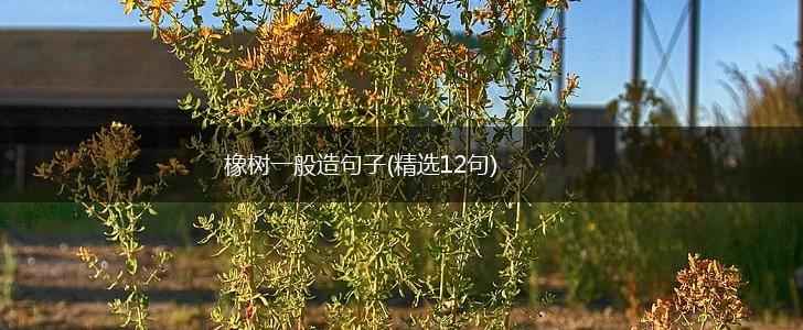 橡树一般造句子(精选12句),第1张