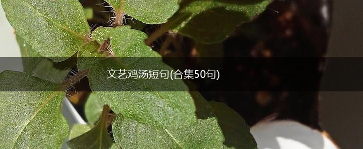 文艺鸡汤短句(合集50句),第1张