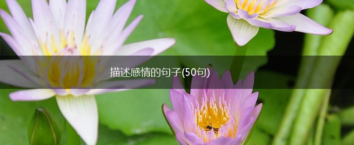 描述感情的句子(50句),第1张