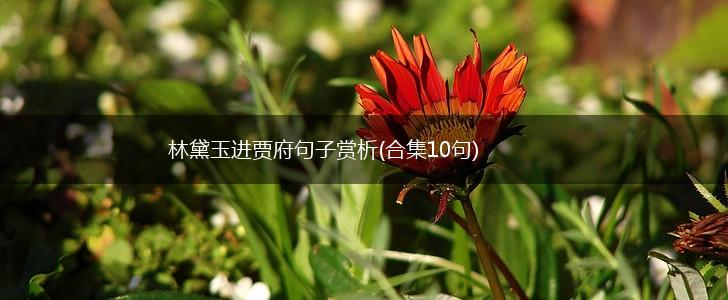 林黛玉进贾府句子赏析(合集10句),第1张