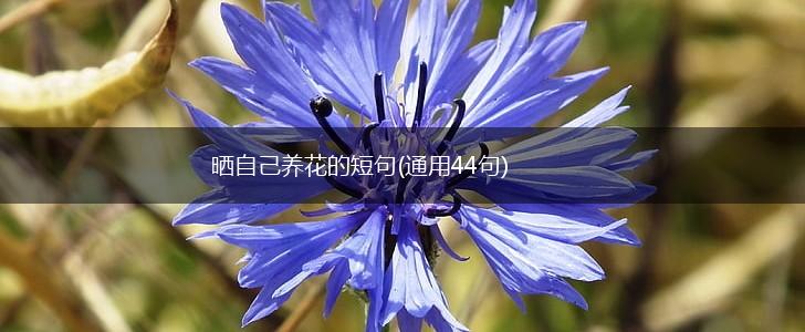 晒自己养花的短句(通用44句),第1张
