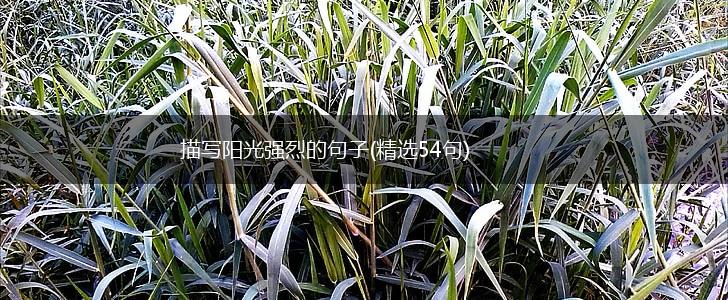 描写阳光强烈的句子(精选54句),第1张