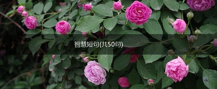 智慧短句(共50句),第1张