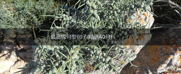 最高级句型句子(精选40句),第1张