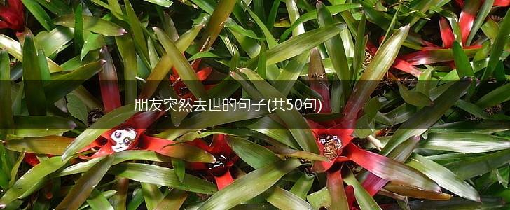 朋友突然去世的句子(共50句),第1张