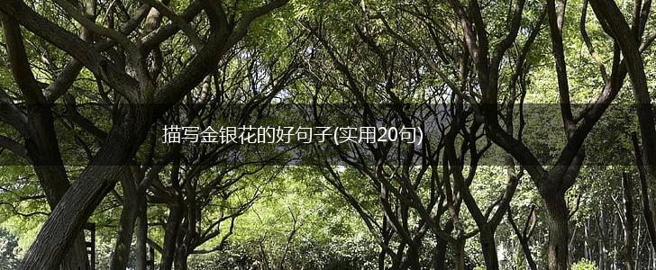 描写金银花的好句子(实用20句),第1张