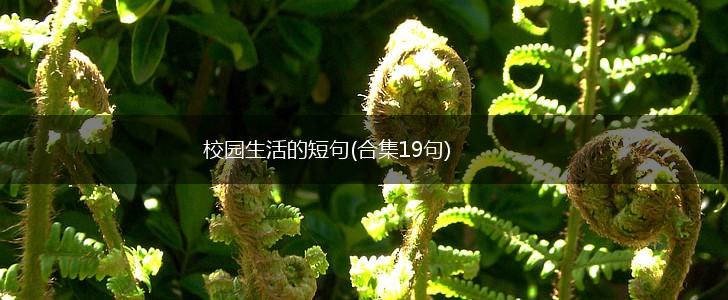 校园生活的短句(合集19句),第1张