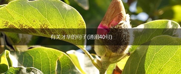 有关才华的句子(通用40句),第1张