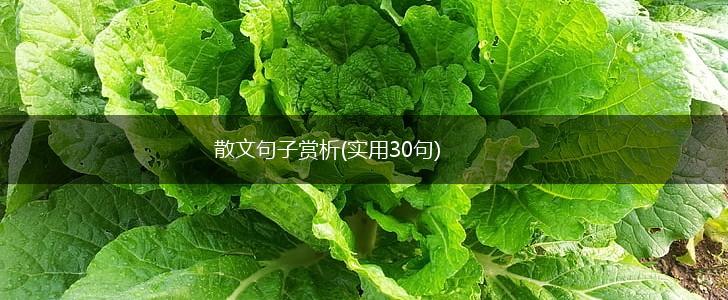 散文句子赏析(实用30句),第1张