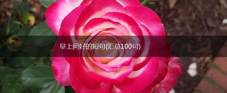 早上问好的短句(汇总100句),第1张