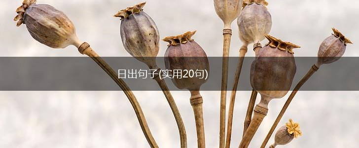 日出句子(实用20句),第1张