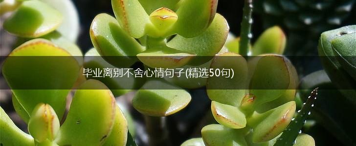 毕业离别不舍心情句子(精选50句),第1张