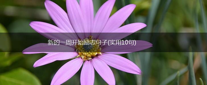 新的一周开始励志句子(实用10句),第1张