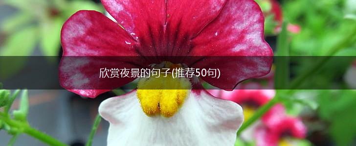 欣赏夜景的句子(推荐50句),第1张